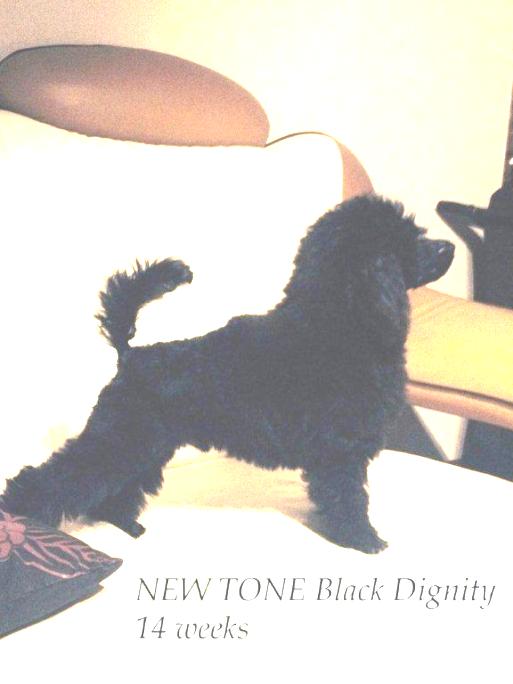 NEW TONE Black Dignity 170gr 'piesek niebieski'