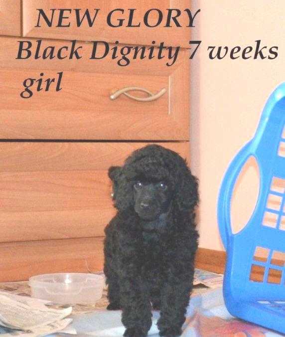 NEW GLORY Black Dignity 215gr 'suczka czerwona'
