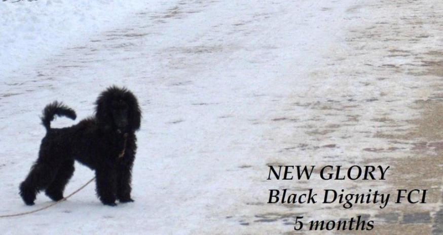 NEW GLORY Black Dignity 215gr 'suczka czerwona'